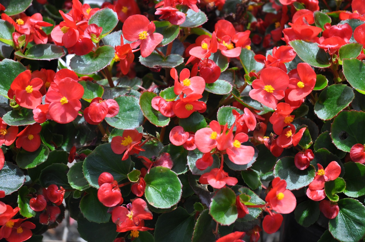 Begonia semperflorens